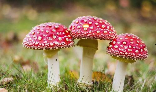 蘑菇视频爆料黑料吃瓜免费,揭秘娱乐圈黑料，免费吃瓜大揭秘！