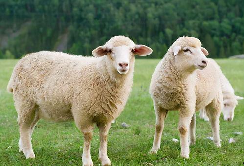 三只羊在线吃瓜黑料爆料,揭秘娱乐圈黑料风云