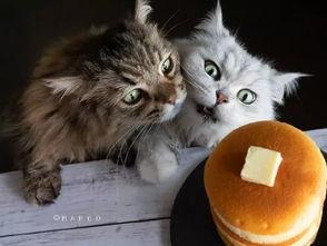 吃瓜爆料黑料喵小吉